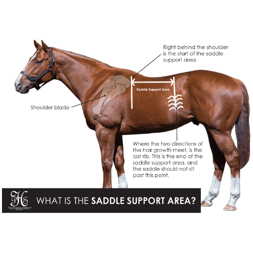 Virtual Second Hand Saddle Assessment