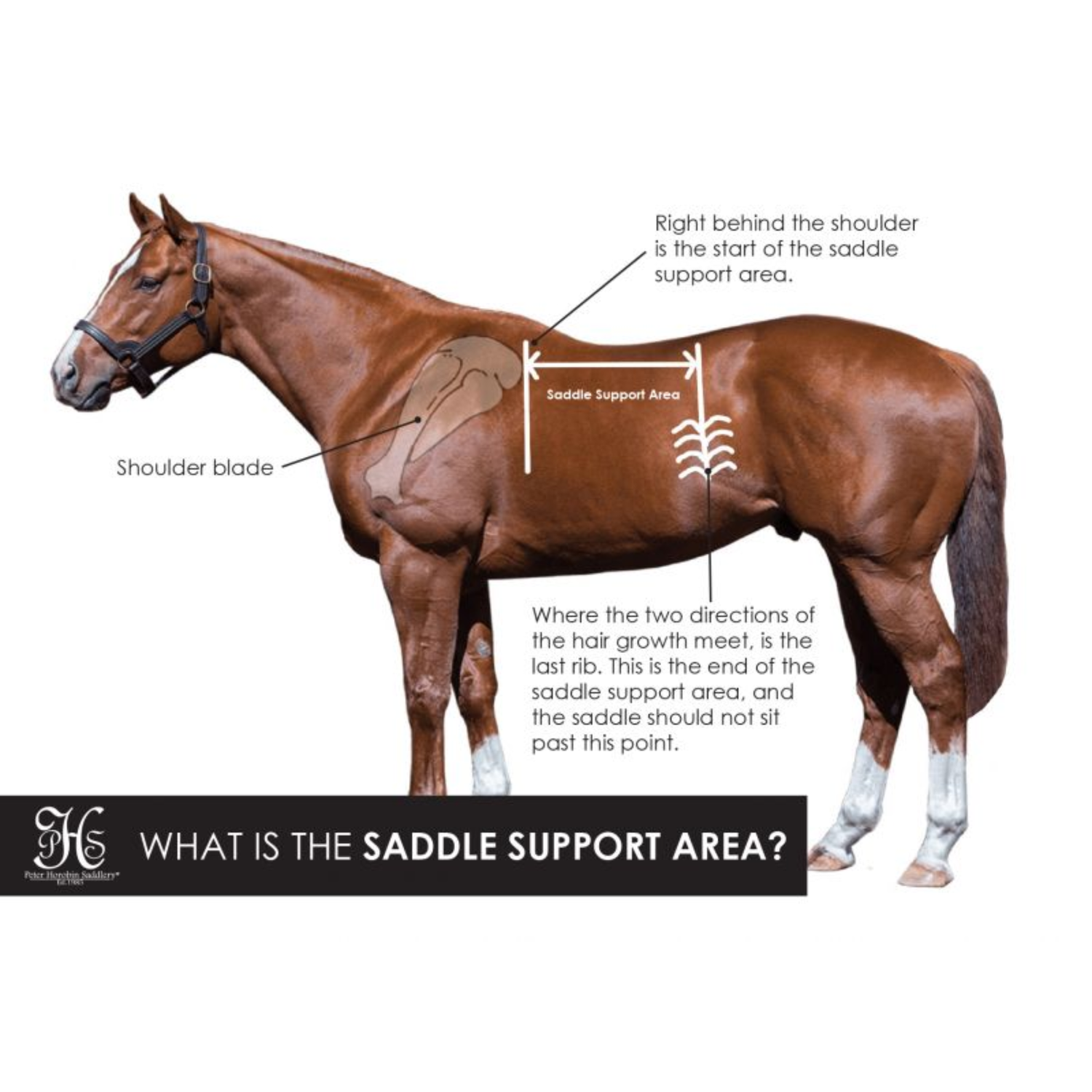 What is the saddle support area?