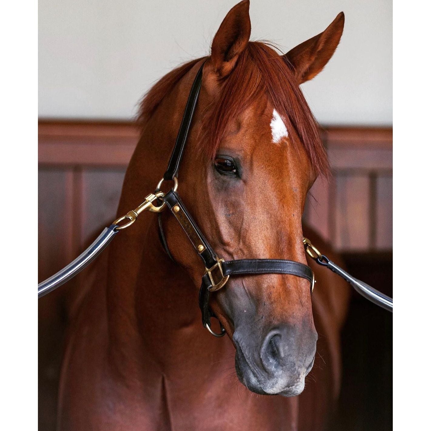 English Leather Headcollar for Equestrian or Race Day